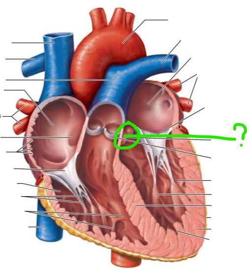 <p>name the internal structure</p>