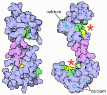 <p>Calcium sensor in smooth muscle cells</p>