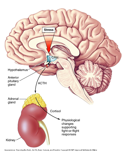 <p>Noreadrenergic (NAergic) and serotonergic (5-HT) neurons input to the hypothalamus.</p><p>The hypothalamus releases corticotropin-releasing hormone (CRH).</p><p>CRH acts on the pituitary gland to release adrenocorticotrophic hormone (ACTH).</p><p>ACTH triggers the release of cortisol from the adrenal cortex.</p><p>Cortisol is released in response to increased ACTH in the blood.</p>