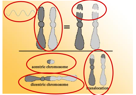 <p>One Arm of <strong>Two Chromosomes</strong></p><p>- Acentric chromosome</p><p>- Dicentric chromosome</p><p>- Translocation</p>