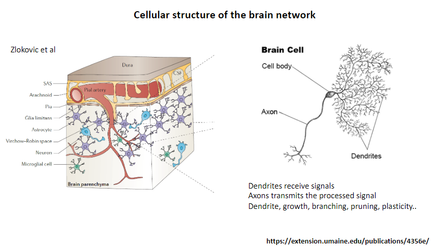 <p>Receive signals from other neurons.</p>