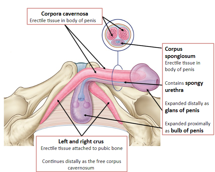 <p>The corpus spongiosum contains the spongy urethra.</p>