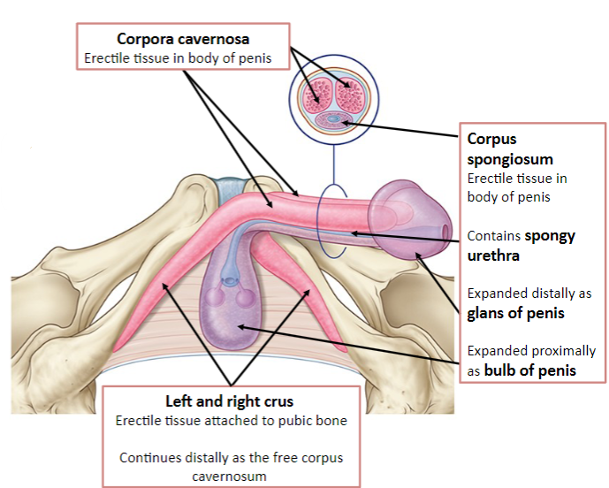 <p>The penis consists of three cylindrical bodies of erectile tissue.</p>