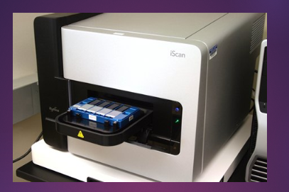 <p>SNP microarrays enable Genome-wide Association Studies by allowing the genotyping of large numbers of SNPs in a large number of subjects.</p><p>This is achieved by using microarrays that hybridize with genomic DNA adjacent to SNPs rather than RNA transcripts.</p><p>The SNP is then extended by one base that is fluorescently labeled and detected using a high-definition scanner.</p>