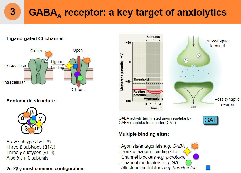 <p><strong>GABAA receptor</strong> is a <strong>ligand-gated chloride (Cl-) channel</strong>, and it is a key target for <strong>anxiolytic drugs</strong>, which modulate its activity to reduce anxiety.</p>