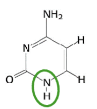 <p>Welk molecuul + variant van welk soort molecuul?</p>