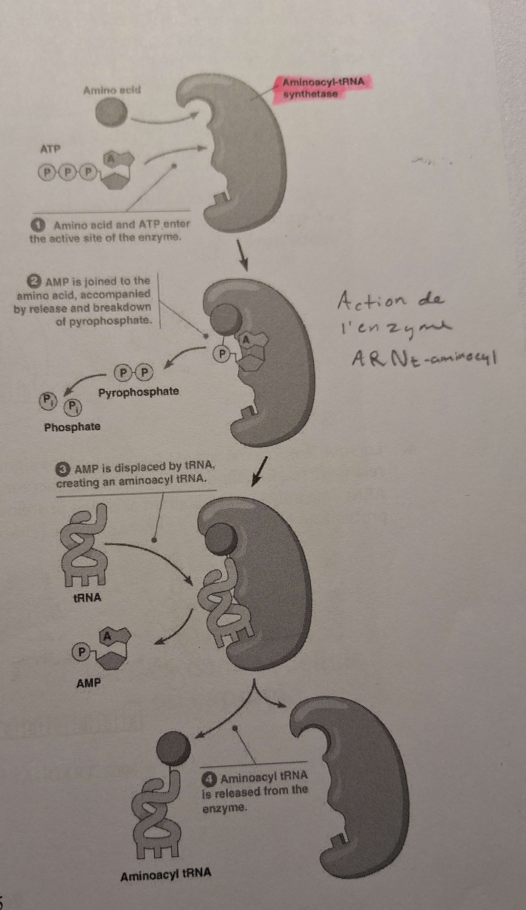 <p>(une famille d'enzyme d'activation)</p><p>permettent l'attachement entre des acides aminés spécifiques et leurs ARNt appropriés</p>