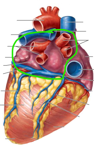 <p>name the external structure </p>