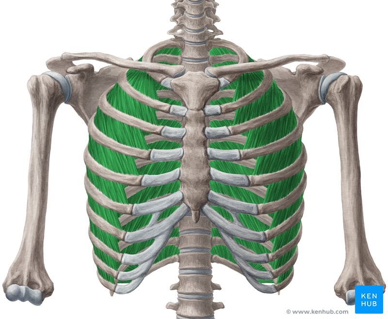 <p>ISE</p><p>Inferior border of rib above</p><p>Superior border of rib below</p><p>Elevates ribs</p><p>Ribs</p>