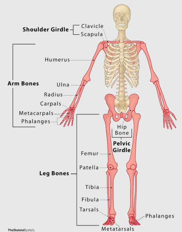 <p>Pelvic girdle: ilium, ischium, pubis</p><p>Thigh: femur and patella</p><p>Leg: tibia &amp; fibula</p><p>Ankle: tarsals</p><p>Foot: metatarsals &amp; phalanges</p>