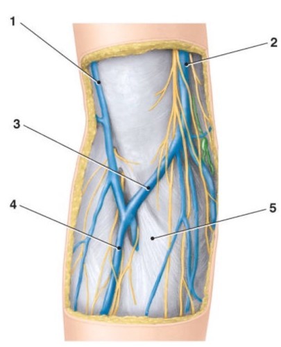 <—medial 