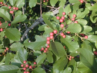 <p><em>Rhamnus caroliniana</em></p><p>Simple/Alternate</p>