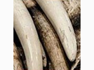 <p>ivory</p>