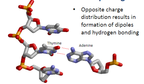 <p>Hydrogen bonding due to the opposite charge distribution, resulting in dipoles.</p>