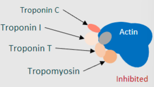 <p><strong>3</strong></p><p></p><p>-Troponin T ~ binds to tropomyosin</p><p>-Troponin I ~ binds to actin filaments</p><p>-Troponin C ~ binds Ca2+</p>