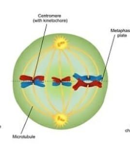 <p>Division cellulaire reproductrice (méiose 1): <strong>Métaphase I</strong></p>