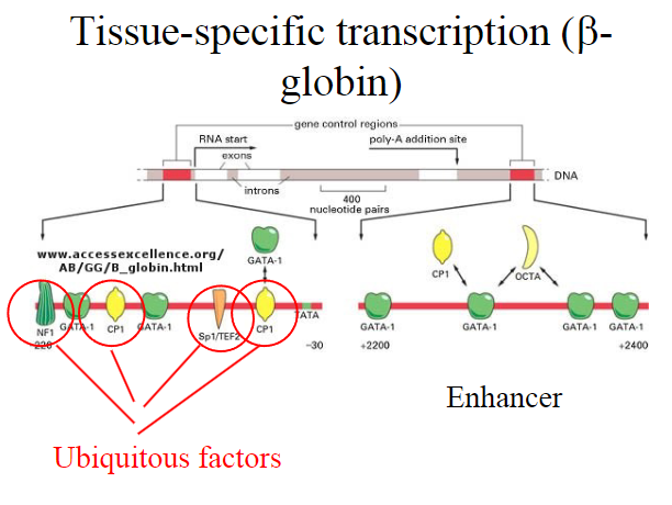 <p><strong>Ubiquitous Transcription Factors:</strong></p><p>Proteins that play a role in the regulation of gene expression.</p><p><span class="tt-bg-green">Often bind to DNA promoter regions to initiate or facilitate transcription</span>.</p>