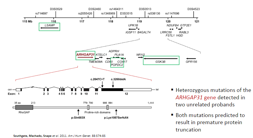 <p><strong>Heterozygous mutations</strong> of the <strong>ARHGAP31 gene</strong> detected in two unrelated probands.</p><p>Both mutations are predicted to result in <strong>premature protein truncation</strong>.</p>