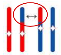 <p>is sometimes associated with translocation of chromosomes. At its simplest, translocation occurs when a portion of one chromosome switches position with another chromosome</p>