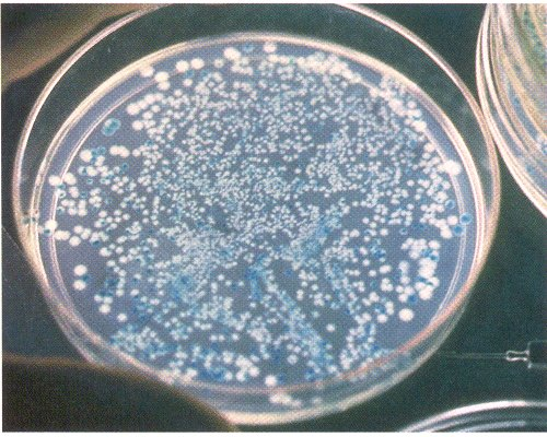<p>If the bacteria carry an intact lacZ gene, the lacZ protein will break down the X-gal and turn the colonies blue, therefore helps to identify successful vectors.</p>