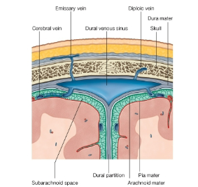 <p>The <strong>subarachnoid space</strong> contains <strong>cerebrospinal fluid (CSF)</strong>.</p><p>CSF is produced by the <strong>choroid plexus</strong> in the <strong>brain ventricles</strong>.</p><p>It flows through the <strong>ventricular system</strong> and exits the <strong>fourth ventricle</strong> to enter the <strong>subarachnoid space</strong>.</p><p>CSF is absorbed back into the <strong>dural venous sinuses</strong> through <strong>arachnoid granulations</strong>, providing buoyancy to the brain, thereby protecting it from mechanical forces.</p>