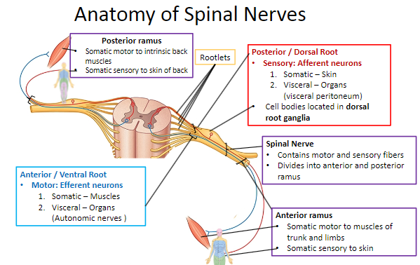 <p><strong>Motor (efferent neurons)</strong>:</p><p><strong>Somatic</strong>: Muscles.</p><p><strong>Visceral</strong>: Organs (autonomic nerves).</p>