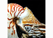 <p>nautilus</p>