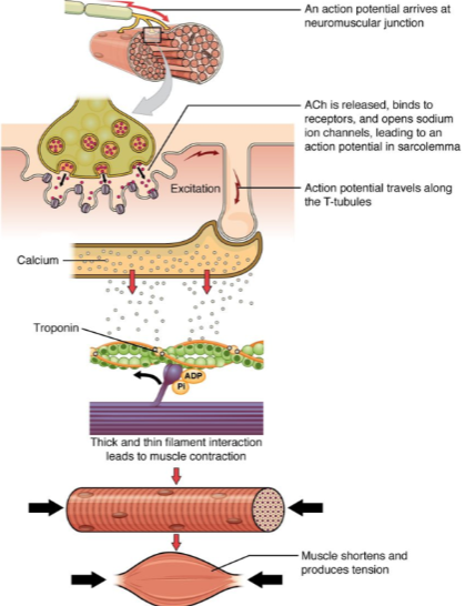 <p><strong>ACh (acetylcholine)</strong> is released.</p><p><strong>ACh</strong> binds to receptors on the muscle cell, opening <strong>sodium ion channels</strong>, which leads to an action potential in the sarcolemma.</p>