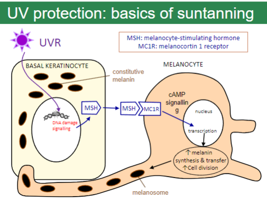 <p><strong>MC1R (melanocortin 1 receptor)</strong> and <strong>MSH (melanocyte-stimulating hormone)</strong> play key roles in the process.</p><p><strong>UV radiation</strong> causes <strong>DNA damage</strong>, which triggers a signalling pathway.</p><p>This pathway stimulates an increase in <strong>melanin synthesis</strong> and its <strong>transfer to basal keratinocytes</strong>.</p><p><strong>Cell division</strong> increases in response to UV exposure, contributing to skin thickening.</p><p><strong>cAMP signaling</strong> helps activate the process by affecting melanosomes (pigment granules).</p>