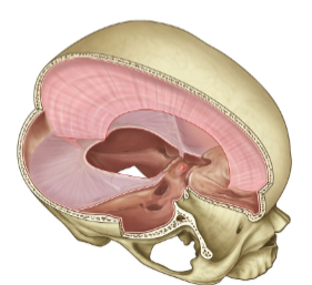 <p>Divide the cranial cavity into freely communicating spaces.</p><p>Contain subdivisions of the brain.</p><p>Restrict the rotatory displacement of the brain.</p>