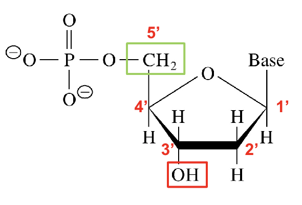 <p>Welke molecuulsoort + 3 bouwstenen (links -&gt; rechts + wees specifiek)(format: A + B + C)?</p>