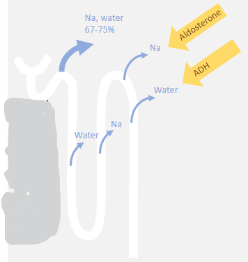 <p>❀ <strong>Reabsorption of sodium and solute-free water are separated processes.</strong></p><p>❀ Aldosterone-mediated sodium reabsorption increases plasma osmolarity, which is then adjusted by pure water reabsorption via the Antidiuretic Hormone (ADH) system.</p><p>❀ The result is increased sodium and water in extracellular fluid (ECF) with little or no change in plasma sodium concentration or osmolarity.</p>