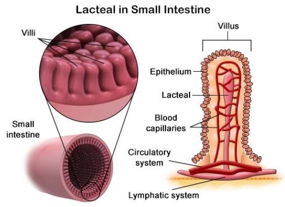 <p>Maintains fluid balance by collecting excess fluid and returning it to the bloodstream.</p><p>Plays a key role in immune defense by transporting white blood cells and filtering pathogens.</p><p>Absorbs fats and fat-soluble vitamins from the digestive system via the lacteals.</p>