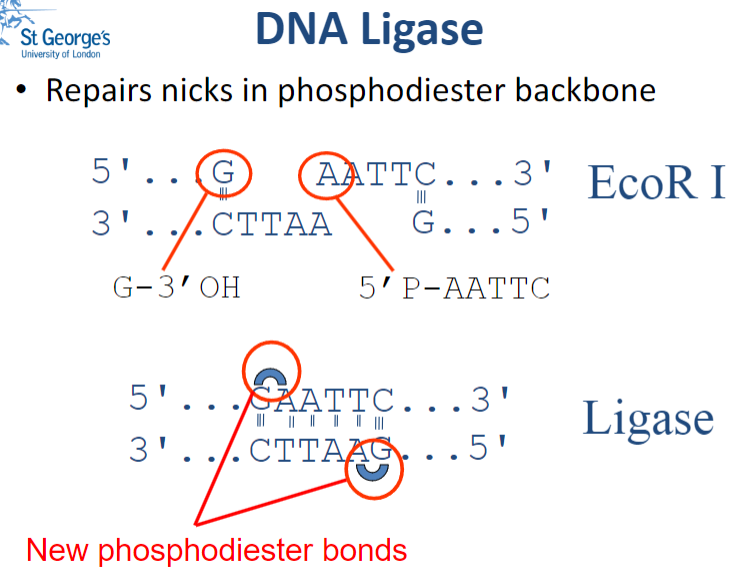 <p>DNA Ligase is an enzyme that repairs nicks in the phosphodiester backbone of DNA by catalyzing the formation of phosphodiester bonds.</p>