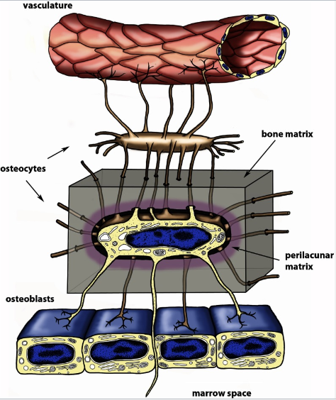 <p>The lacunocanalicular network allows communication between osteocytes.</p><p>It also facilitates communication from osteocytes to surface cells and the systemic circulation.</p>