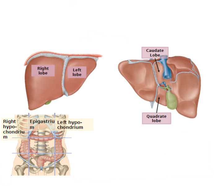 <p>State these parts of the Liver:</p>