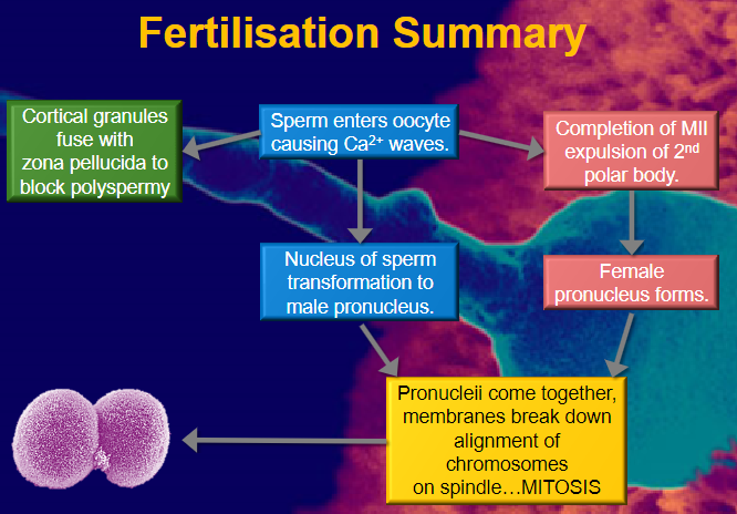 <p><strong>Calcium Waves</strong>: Sperm entry triggers waves of calcium (Ca2+) within the oocyte.</p><p><strong>Cortical Granules Fusion</strong>: Cortical granules fuse with the zona pellucida to block polyspermy, preventing more than one sperm from entering.</p>