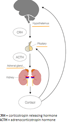 <p>The hallmark of anxiety disorders is an inappropriate <strong>stress response</strong>, either when a stressor is not present or not immediately threatening.</p><p>The <strong>stress response</strong> is the coordinated reaction to threatening stimuli and is regulated by the <strong>hypothalamus-pituitary-adrenal (HPA) axis</strong>.</p><p>The <strong>HPA axis</strong> regulates the release of <strong>cortisol</strong> (a glucocorticoid), which contributes to the body’s physiological response to stress.</p><p>The activation of <strong>CRH (corticotropin releasing hormone)</strong> in the hypothalamus plays a key role in regulating the stress response:</p><p>Overexpressing <strong>CRH</strong> in rodent models leads to increased <strong>anxiety-like behaviors</strong>.</p><p>Knocking out <strong>CRH receptors</strong> in rodent models leads to fewer <strong>anxiety-like behaviors</strong>.</p>