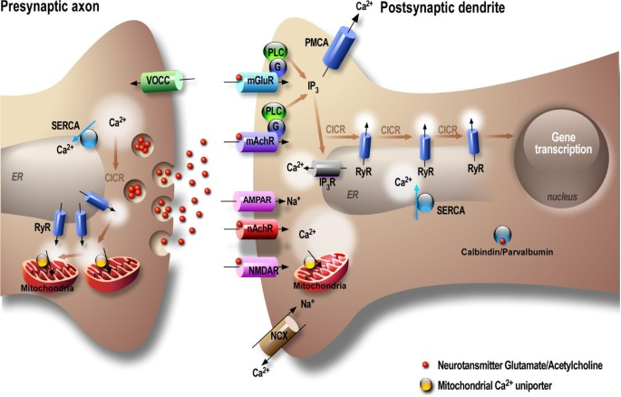 <p>Calcium release channels in the sarcoplasmic reticulum</p>