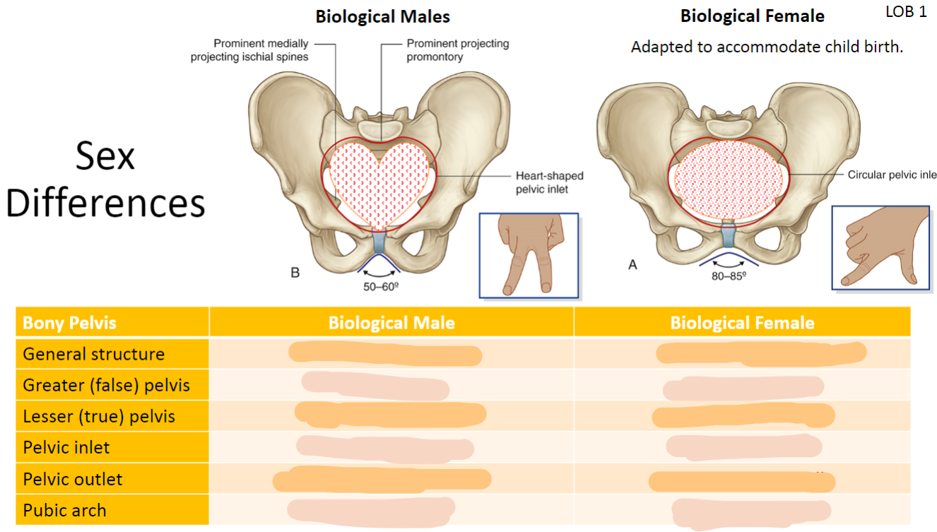 <p>List the Sex differences of the pelvis (12)</p>