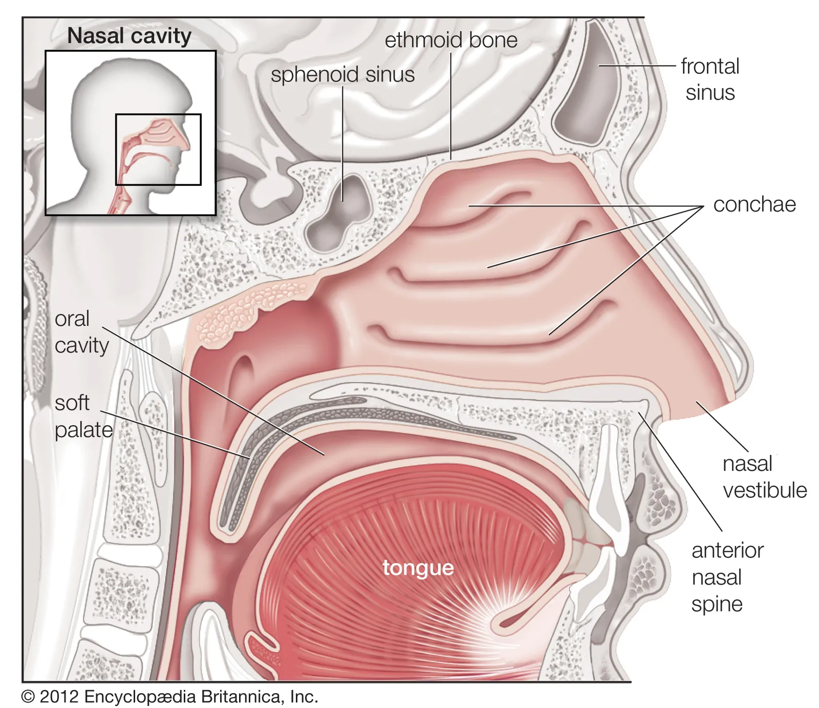 <p>The nasal cavity is lined with mucosa, except for the nasal vestibule, which is lined with skin.</p>