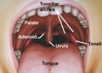 <p>Tonsils:</p><p>-Nodules of lymphatic tissue that defend against pathogens</p><p>-Embedded in mucous membranes of tongue and pharynx</p><p></p><p>--Palatine</p><p>---Lingual</p><p>---Pharyngeal (adenoids)</p>