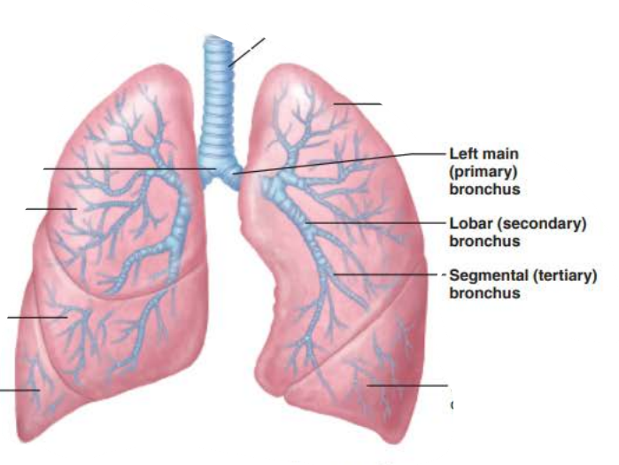 <p>the main _______ have the same tissue composition as trachea , but as conducting tubes get smaller (1/3)</p><p></p><p>____________ _______ of ________ replace the _________ _____</p><p></p><p>No cartilage in ____________</p>