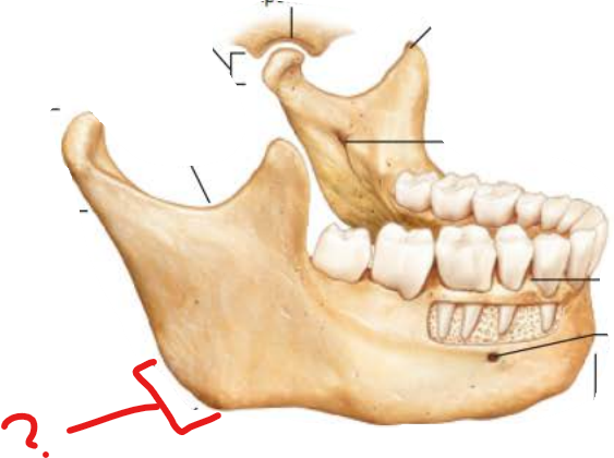 <p>Mandibular Angle</p>