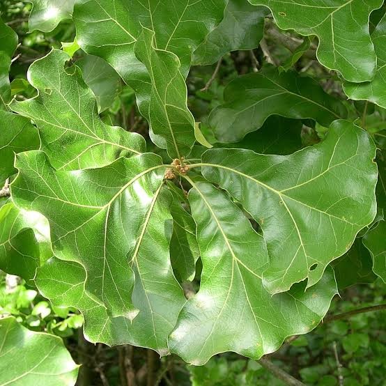 <p><em>Quercus marilandica</em></p><p>Simple/Alternate</p>