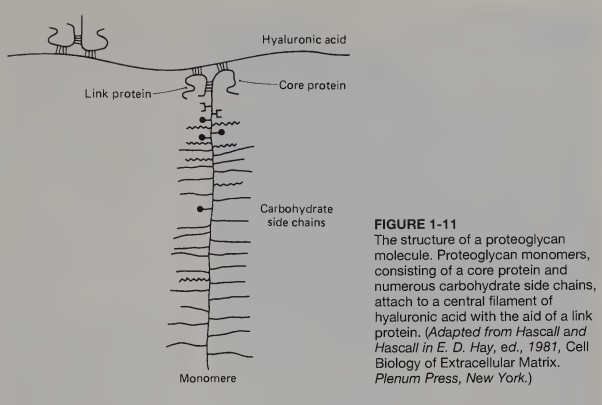 <p>These are immense molecules of the extracellular matrix with molecular weights in the millions. Consists of a brush-like monomer, with a protein core and numerous glycosaminoglycan branches</p>