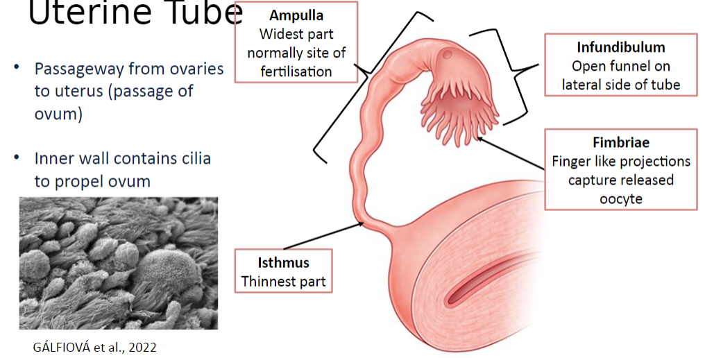 <p>The isthmus is the thinnest part of the uterine tube, serving as a passageway from the ovaries to the uterus for the passage of the ovum.</p>