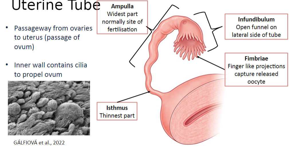 <p>Fimbriae are finger-like projections that capture the released oocyte.</p>