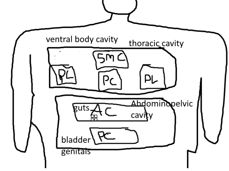 <p>-pleural cavity</p><p>-superior mediastinal cavity</p><p>-pericardial cavity</p>