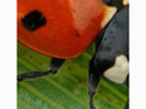 <p>ladybug</p>